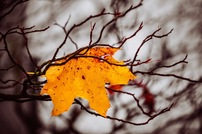 Pumpkin in fall